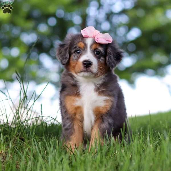 Junebug, Mini Bernedoodle Puppy